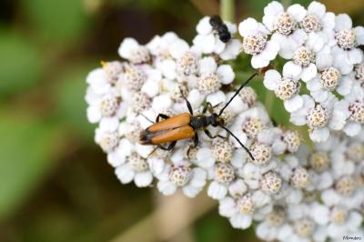 <i>Stictoleptura fulva</i>