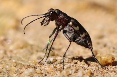 <i>Cicindela hybrida</i>