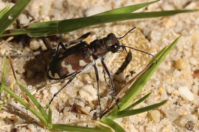 <i>Cicindela hybrida</i>