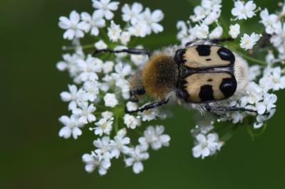 <i>Trichius</i>