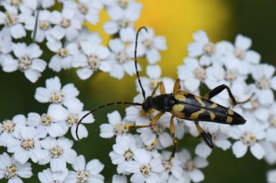 <i>Rutpela maculata</i>