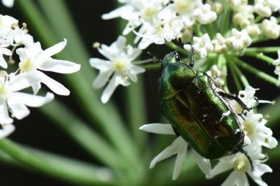 <i>Cetonia aurata</i>