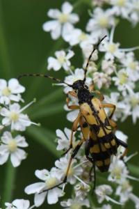 <i>Rutpela maculata</i>