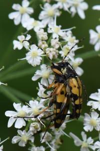<i>Rutpela maculata</i>