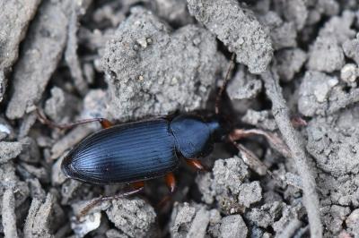 <i>Ophonus ardosiacus</i>