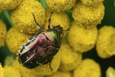 <i>Cetonia aurata</i>