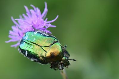 <i>Cetonia aurata</i>
