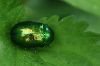 <i>Chrysolina herbacea</i>