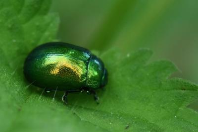 <i>Chrysolina herbacea</i>