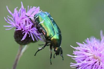 <i>Cetonia aurata</i>