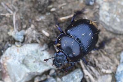 <i>Anoplotrupes stercorosus</i>