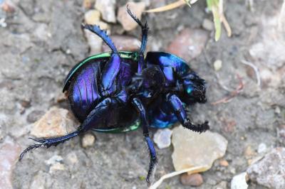 <i>Trypocopris vernalis</i>
