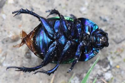 <i>Trypocopris vernalis</i>