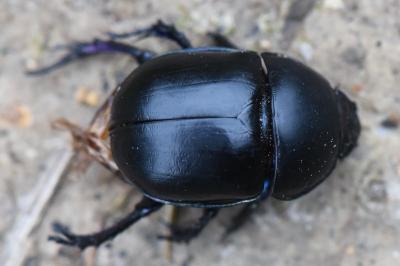 <i>Trypocopris vernalis</i>