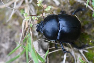 <i>Trypocopris vernalis</i>