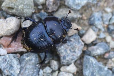 <i>Anoplotrupes stercorosus</i>