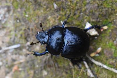 <i>Anoplotrupes stercorosus</i>