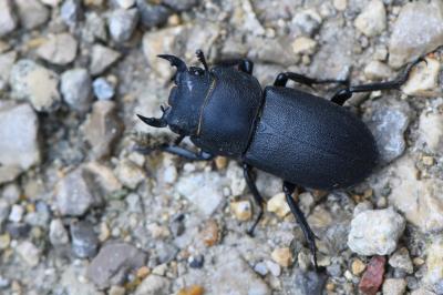 Dorcus parallelipipedus