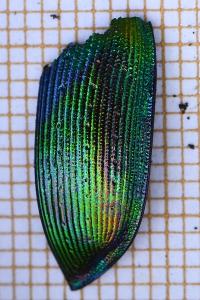 <i>Calosoma sycophanta</i>