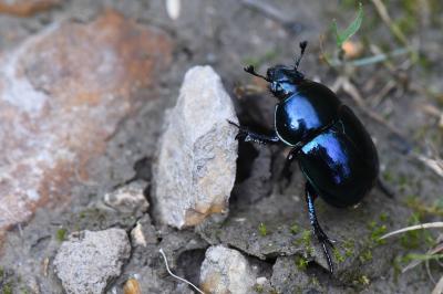 <i>Trypocopris</i>
