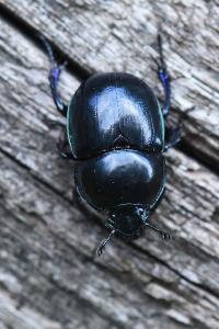 <i>Trypocopris</i>
