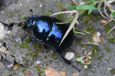 <i>Trypocopris</i>