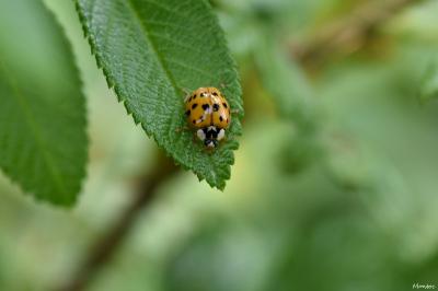 <i>Harmonia axyridis</i>