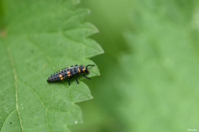 <i>Coccinella septempunctata</i>