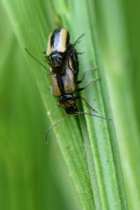 <i>Calomicrus circumfusus</i>