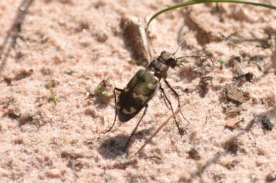 <i>Cicindela hybrida</i>