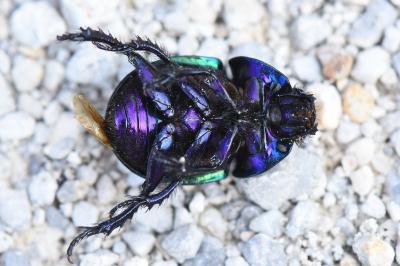 <i>Trypocopris pyrenaeus</i>