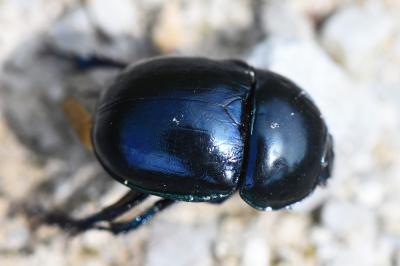 <i>Trypocopris pyrenaeus</i>