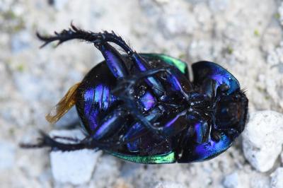 <i>Trypocopris pyrenaeus</i>