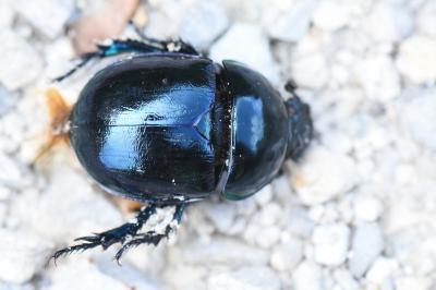 <i>Trypocopris pyrenaeus</i>