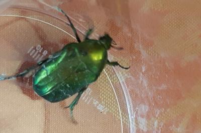 <i>Cetonia aurata</i>