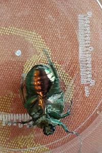 <i>Cetonia aurata</i>
