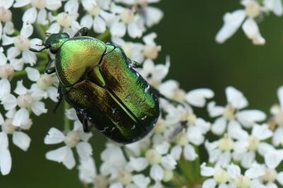 <i>Cetonia aurata</i>