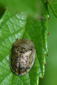 <i>Cassida nebulosa</i>