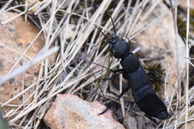 <i>Ocypus olens</i>