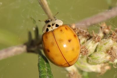 <i>Harmonia axyridis</i>