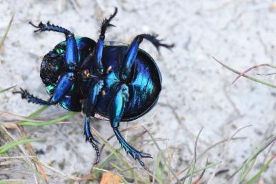 Trypocopris pyrenaeus