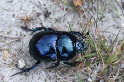 <i>Trypocopris pyrenaeus</i>