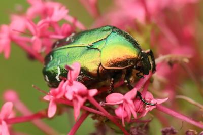 <i>Cetonia aurata</i>