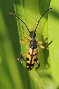 <i>Rutpela maculata</i>