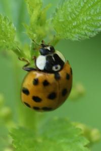 <i>Harmonia axyridis</i>