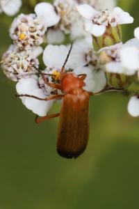 <i>Rhagonycha fulva</i>