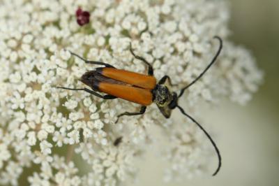 <i>Stictoleptura fulva</i>