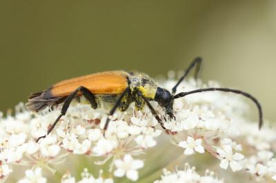 <i>Stictoleptura fulva</i>