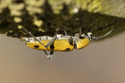 <i>Chlorophorus glabromaculatus</i>