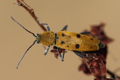<i>Chlorophorus glabromaculatus</i>